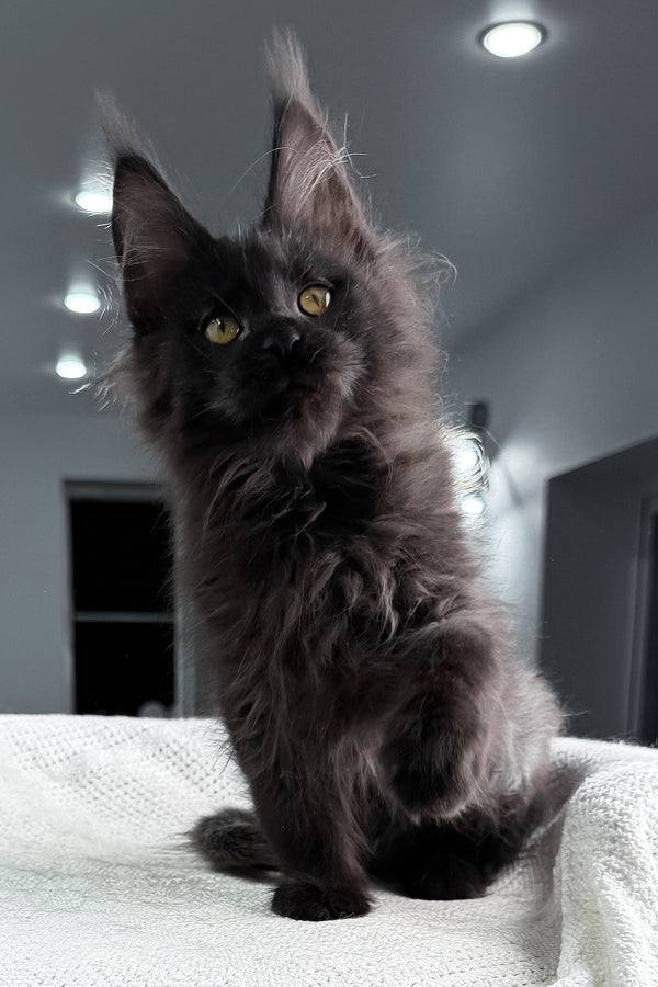 Samira | Maine Coon Kitten