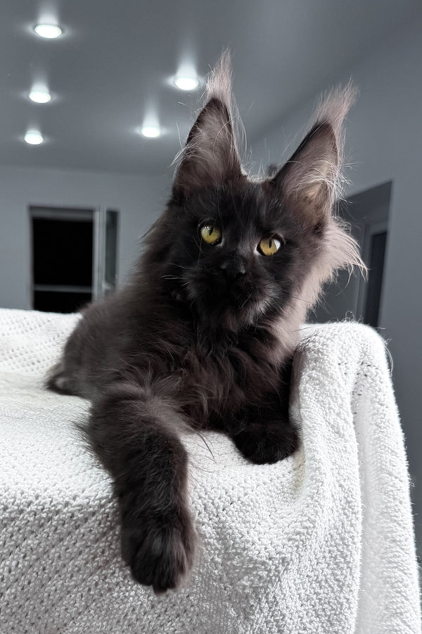 Samira | Maine Coon Kitten