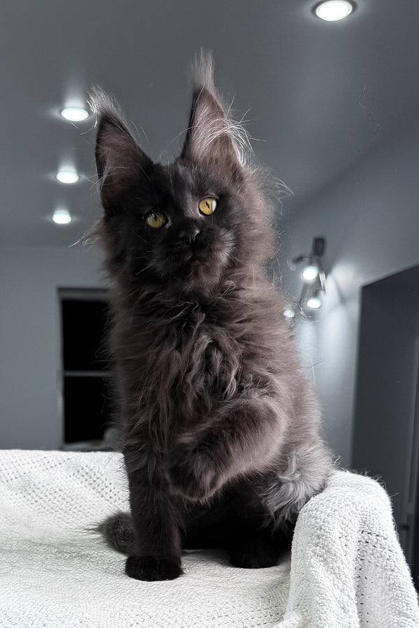 Samira | Maine Coon Kitten