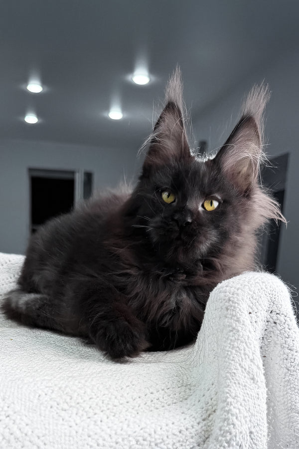 Samira | Maine Coon Kitten