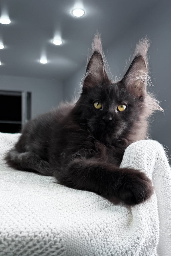 Samira | Maine Coon Kitten