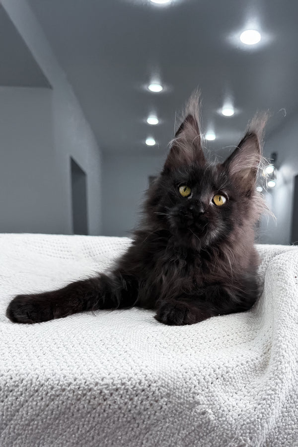 Samira | Maine Coon Kitten