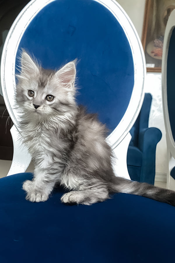 Sandy | Maine Coon Kitten