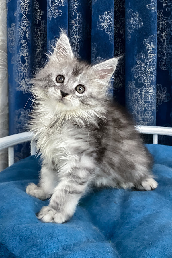 Sandy | Maine Coon Kitten