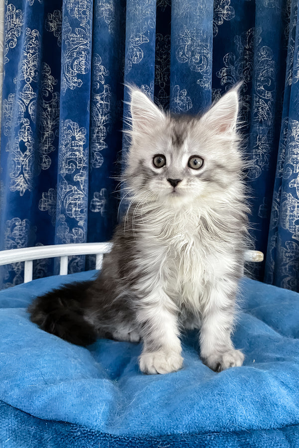 Sandy | Maine Coon Kitten