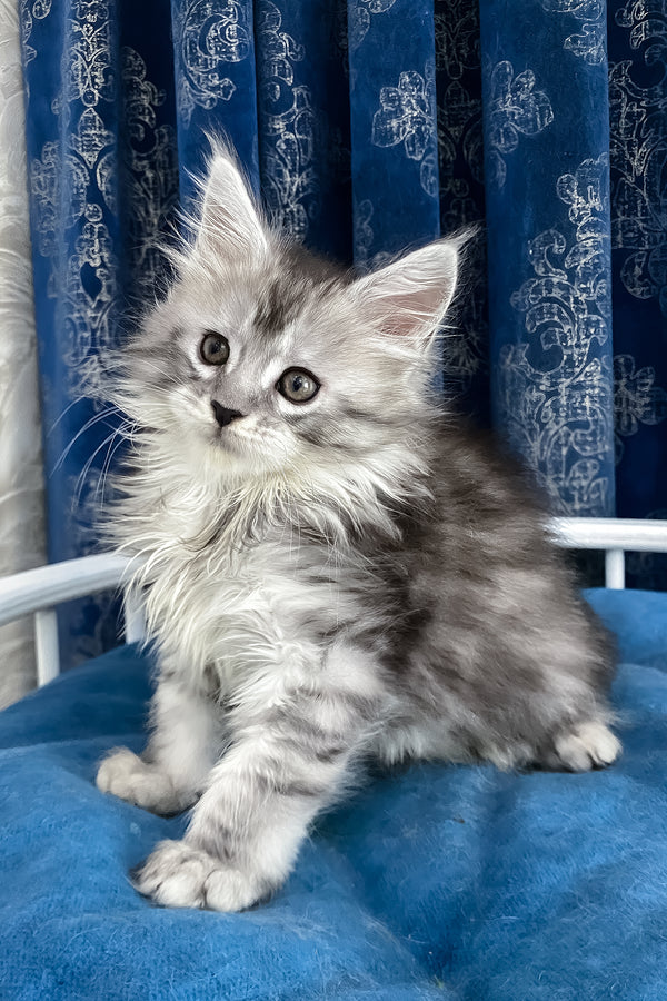 Sandy | Maine Coon Kitten