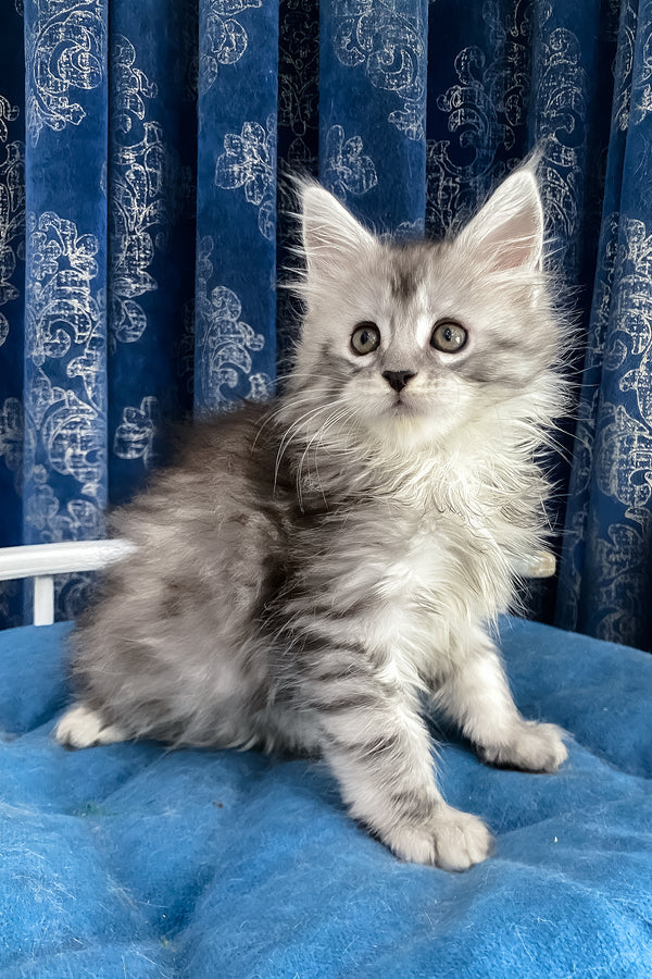 Sandy | Maine Coon Kitten