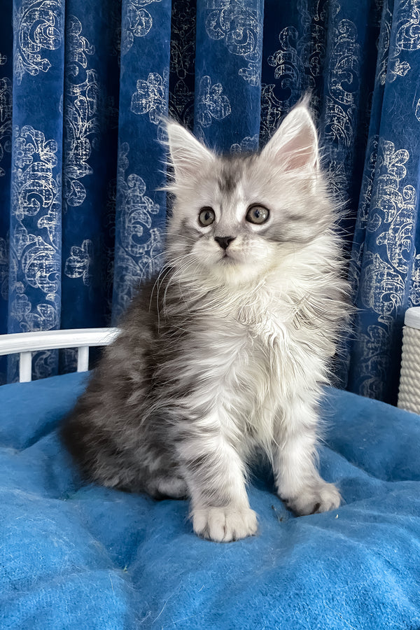 Sandy | Maine Coon Kitten