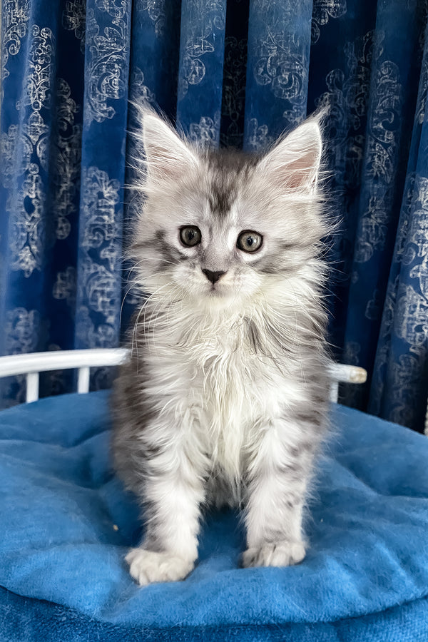 Sandy | Maine Coon Kitten