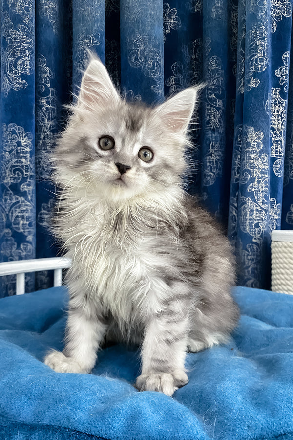 Sandy | Maine Coon Kitten