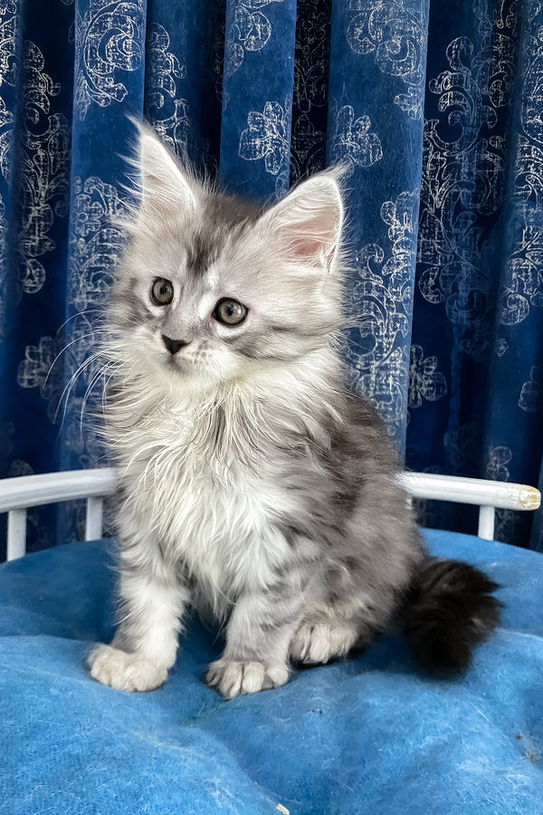 Sandy | Maine Coon Kitten