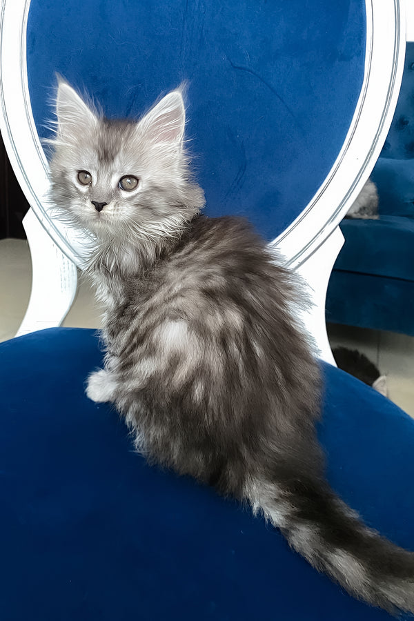 Sandy | Maine Coon Kitten