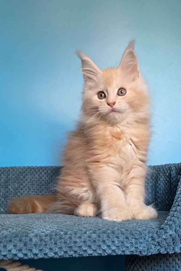 Saturn | Polydactyl Maine Coon Kitten