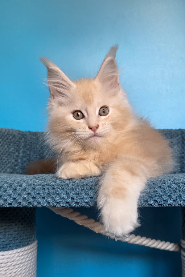 Saturn | Polydactyl Maine Coon Kitten