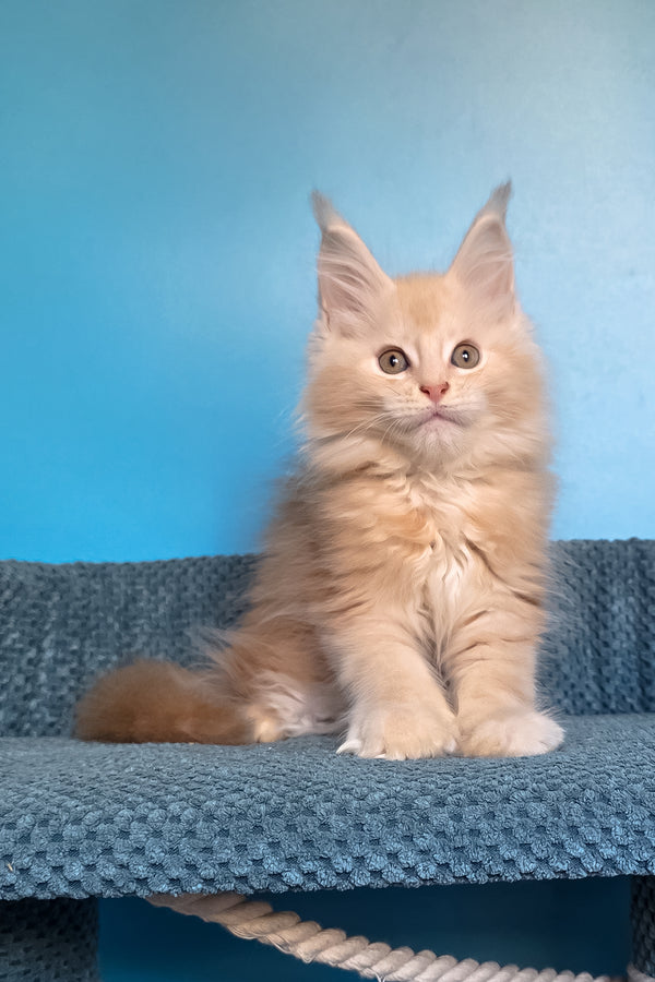 Saturn | Polydactyl Maine Coon Kitten
