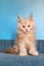 Saturn | Polydactyl Maine Coon Kitten