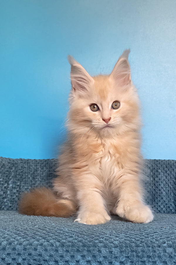 Saturn | Polydactyl Maine Coon Kitten