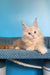 Saturn | Polydactyl Maine Coon Kitten
