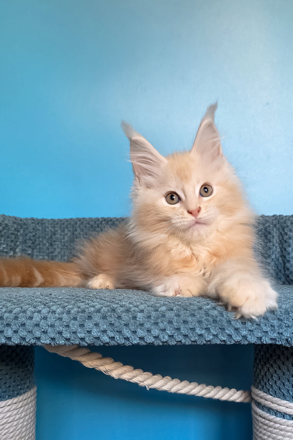 Saturn | Polydactyl Maine Coon Kitten