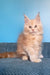 Saturn | Polydactyl Maine Coon Kitten