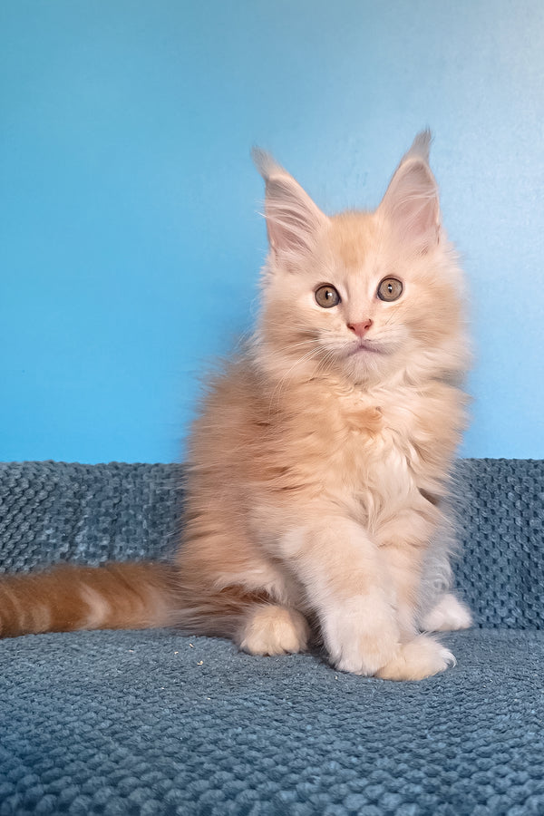 Saturn | Polydactyl Maine Coon Kitten