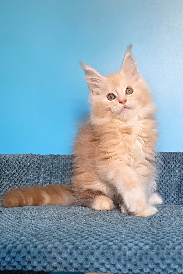 Saturn | Polydactyl Maine Coon Kitten