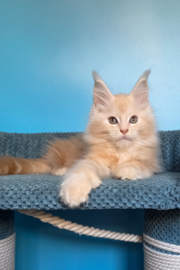 Saturn | Polydactyl Maine Coon Kitten