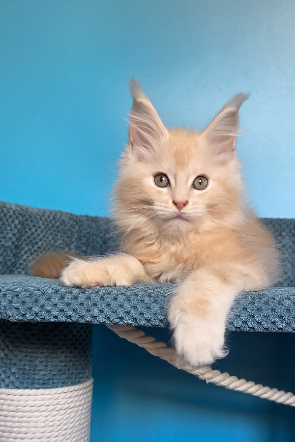 Saturn | Polydactyl Maine Coon Kitten