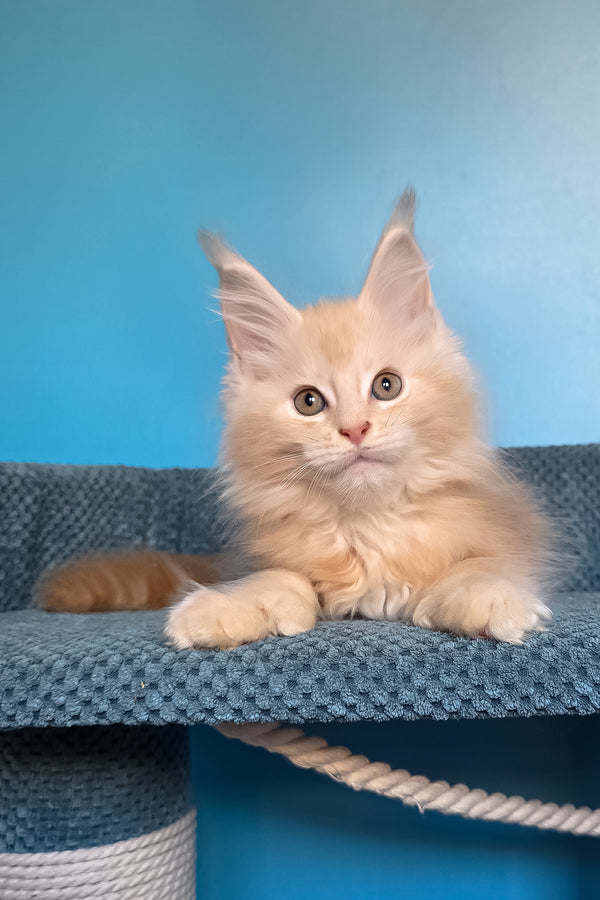 Saturn | Polydactyl Maine Coon Kitten
