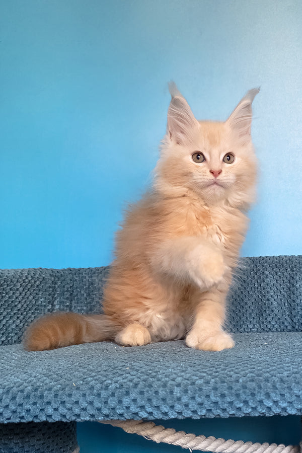 Saturn | Polydactyl Maine Coon Kitten