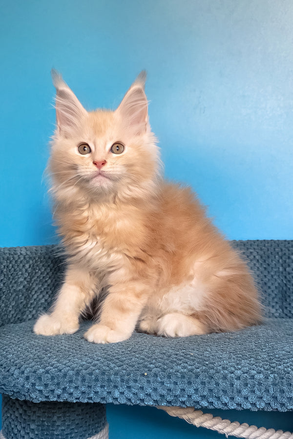 Saturn | Polydactyl Maine Coon Kitten