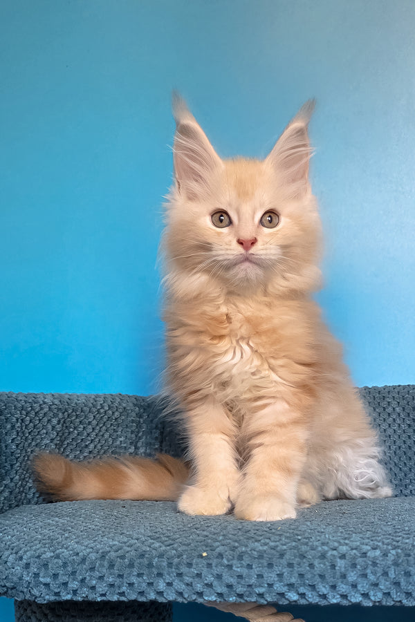 Saturn | Polydactyl Maine Coon Kitten