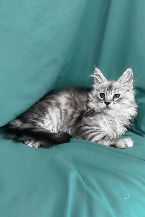 Seacreast | Maine Coon Kitten