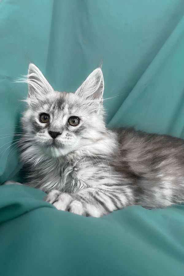 Seacreast | Maine Coon Kitten
