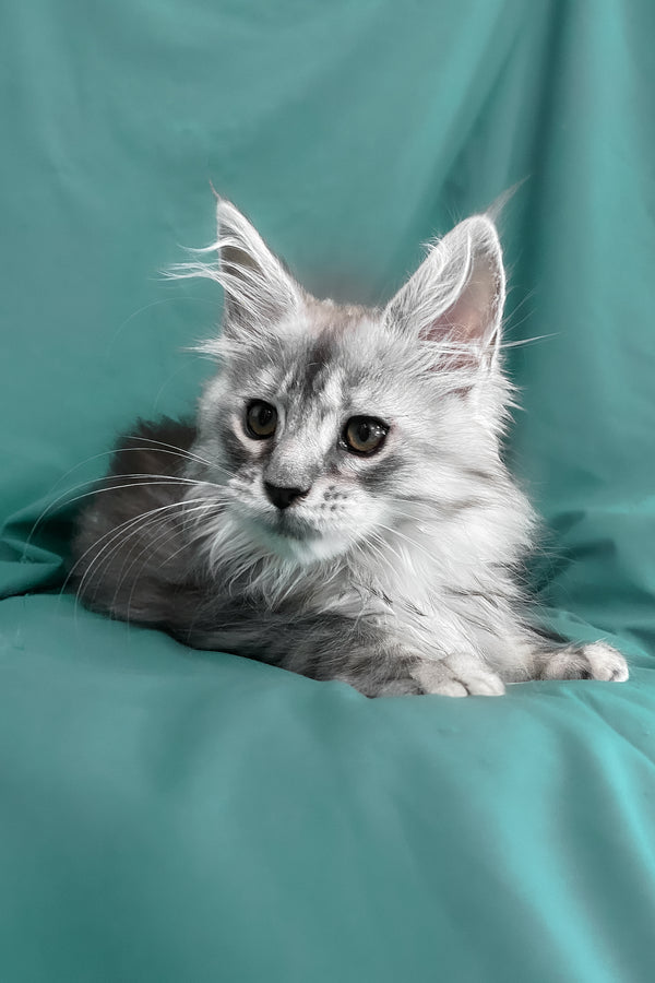 Seacreast | Maine Coon Kitten
