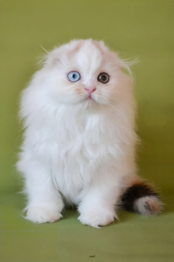 Selena | Scottish Fold Longhair Kitten