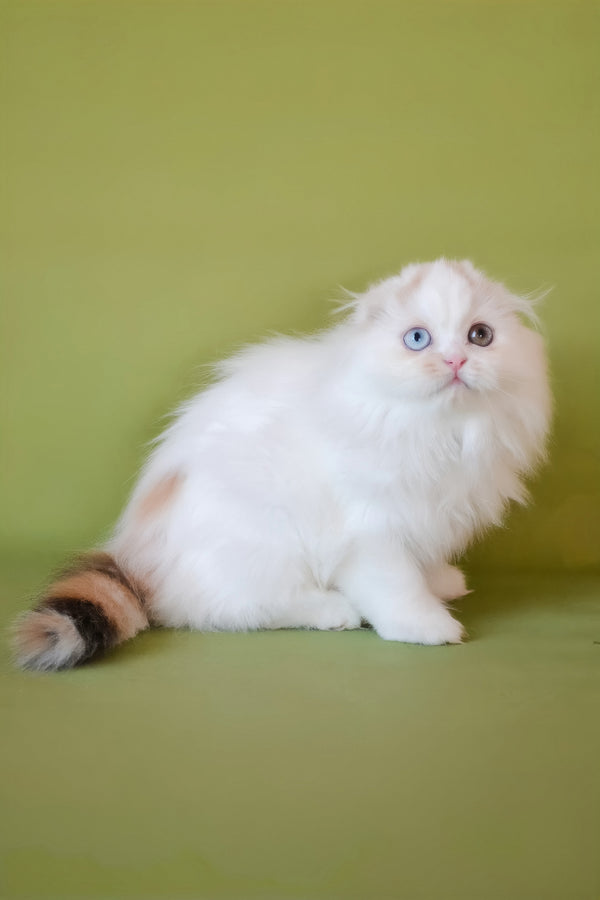 Selena | Scottish Fold Longhair Kitten