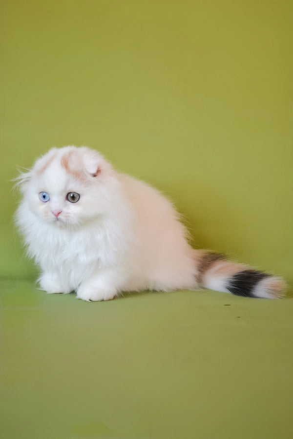 Selena | Scottish Fold Longhair Kitten