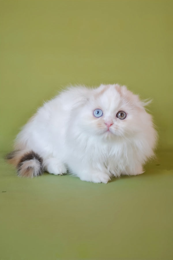 Selena | Scottish Fold Longhair Kitten