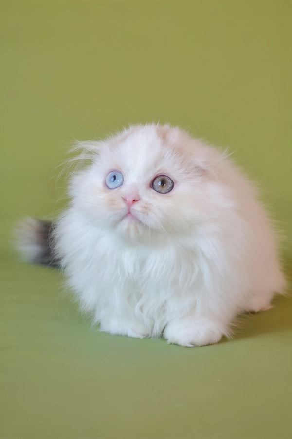Selena | Scottish Fold Longhair Kitten