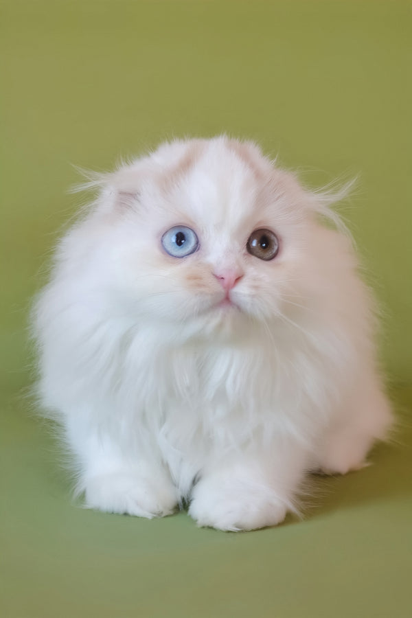Selena | Scottish Fold Longhair Kitten