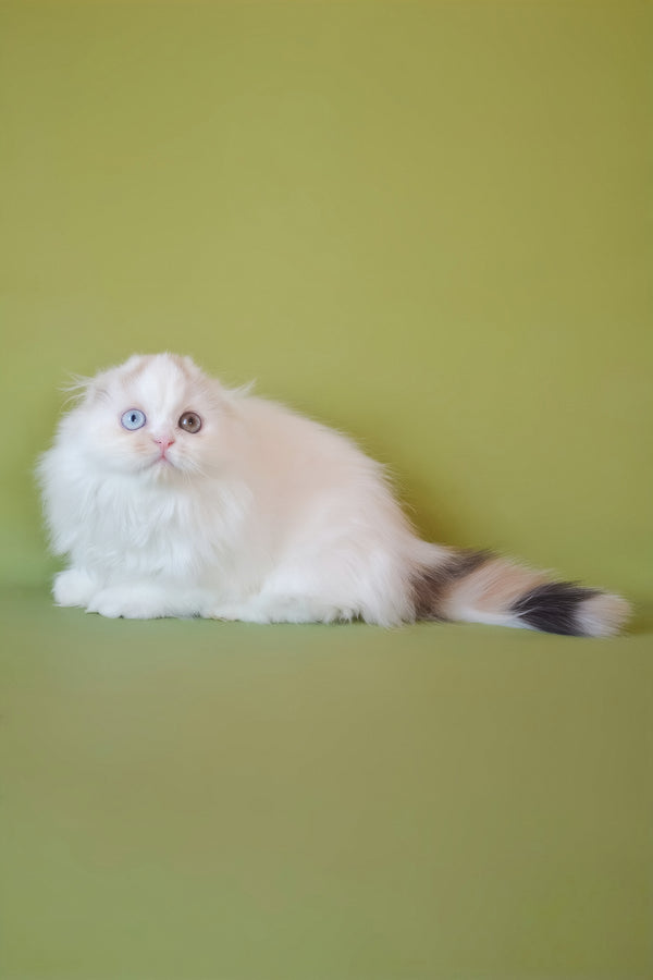 Selena | Scottish Fold Longhair Kitten