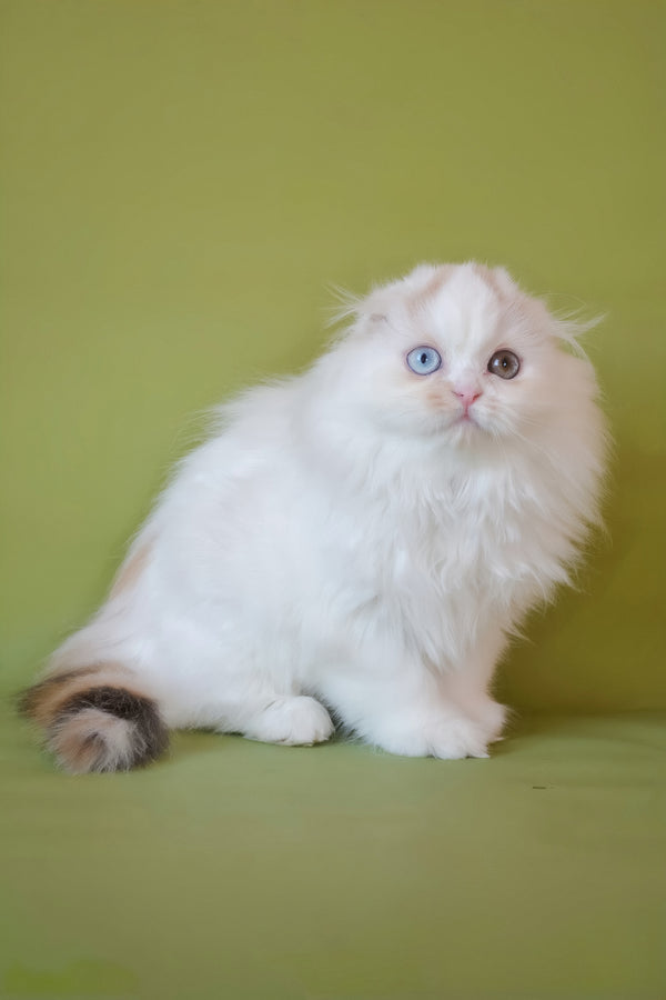 Selena | Scottish Fold Longhair Kitten