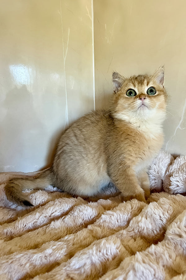 Sem | British Shorthair Kitten
