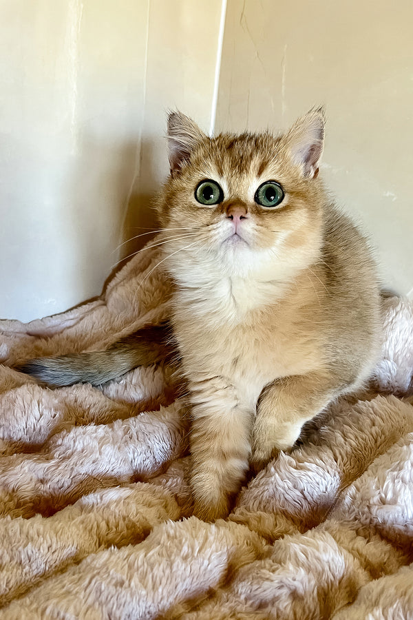 Sem | British Shorthair Kitten