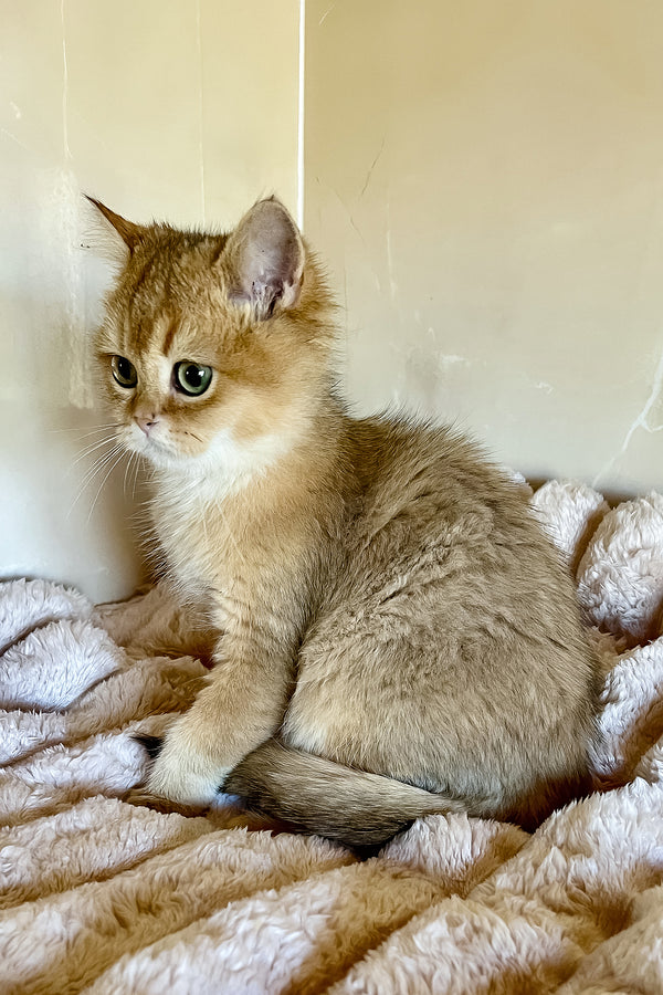 Sem | British Shorthair Kitten