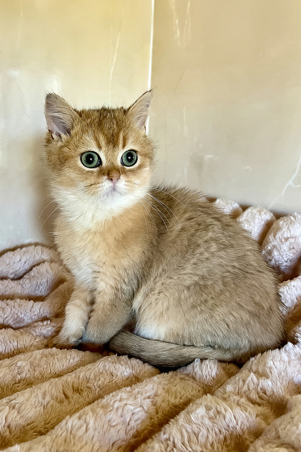 Sem | British Shorthair Kitten