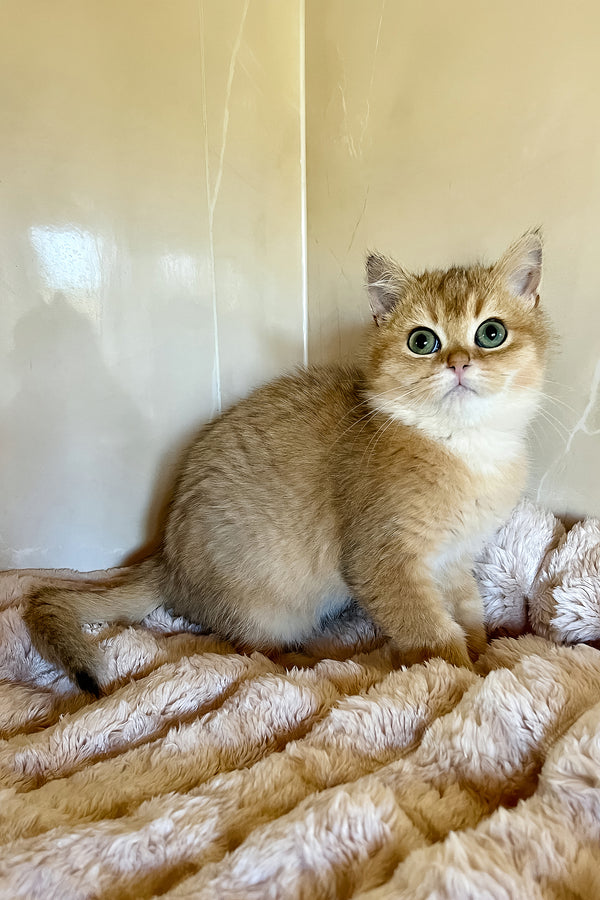 Sem | British Shorthair Kitten
