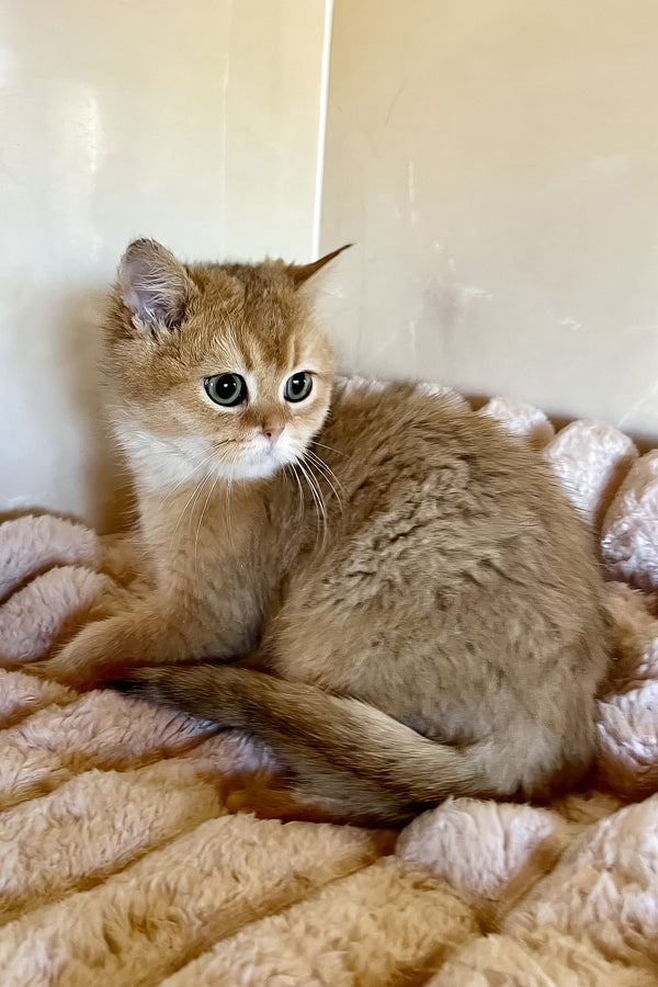 Sem | British Shorthair Kitten