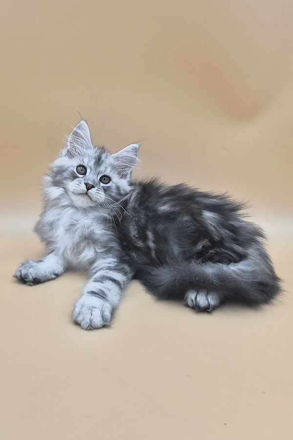 Senator | Maine Coon Kitten